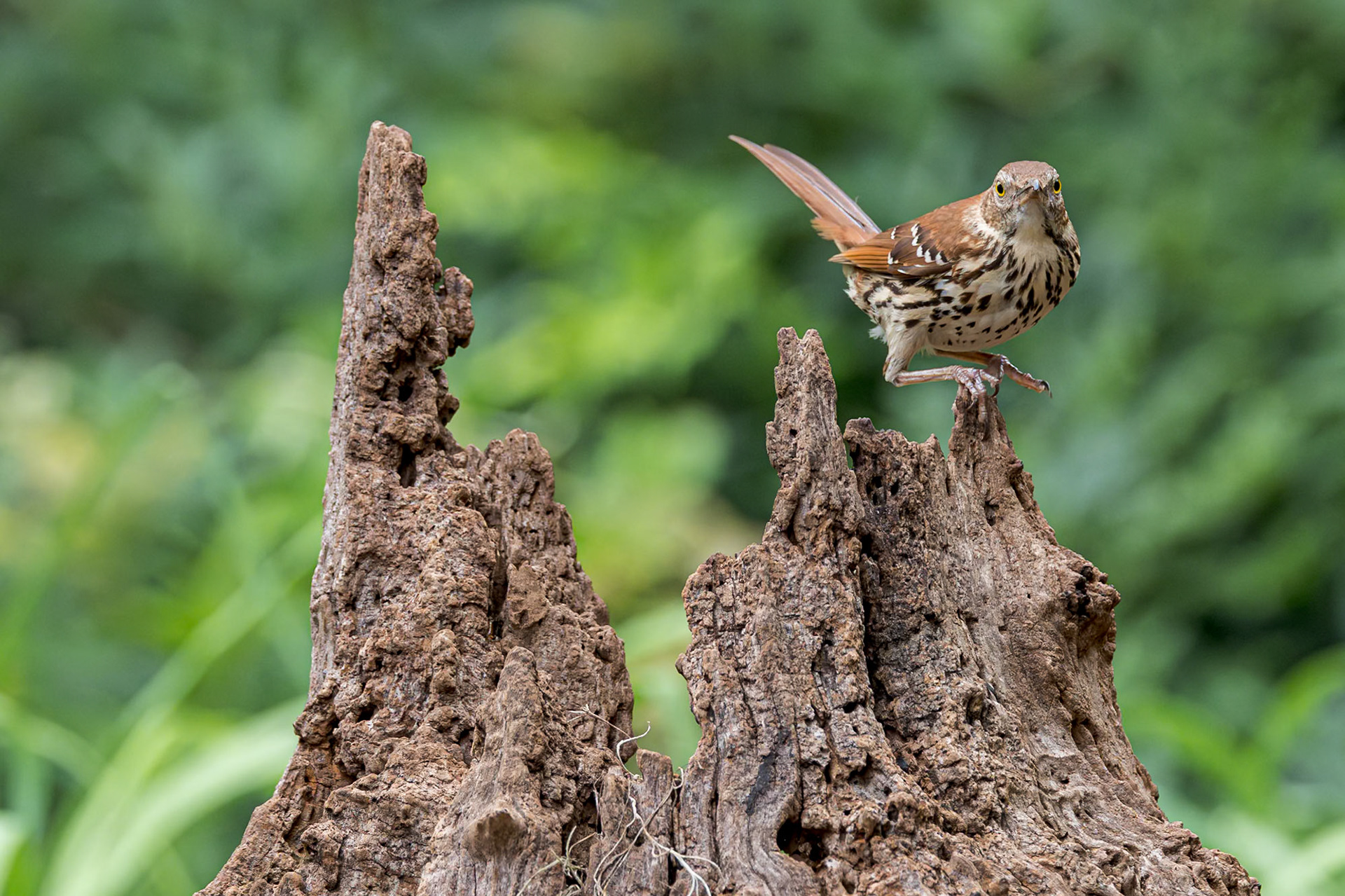 Brown Thrasher 1, The Nut House, Clemson, SC