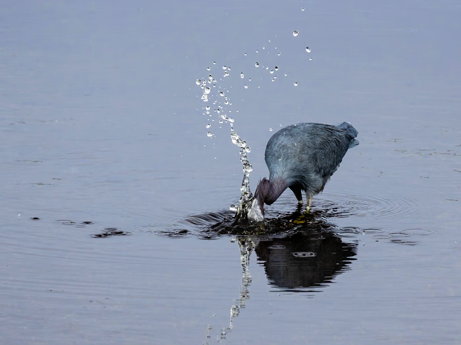 Little Blue Heron 20, Huntington Beach State Park, SC