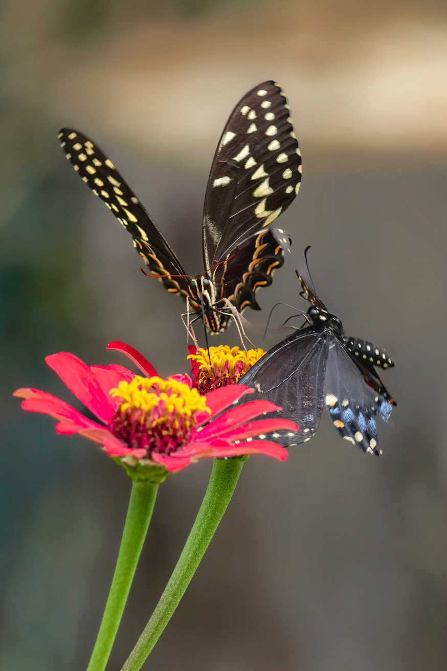 Black swallowtail kicked by palamedes 2, Brunswick County Botanical Gardens