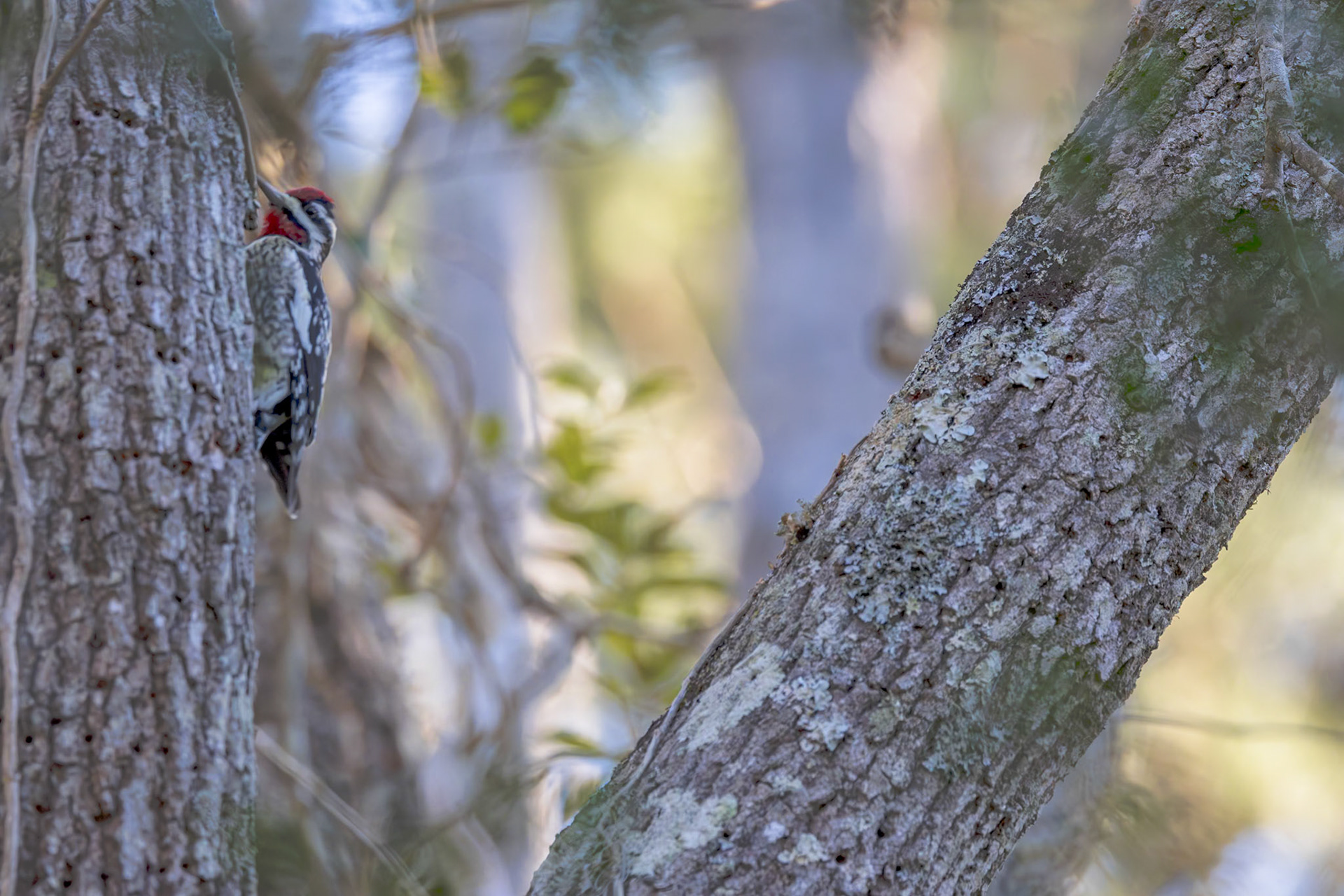Yellow-bellied sap sucker 8, Huntington Beach State Park, SC