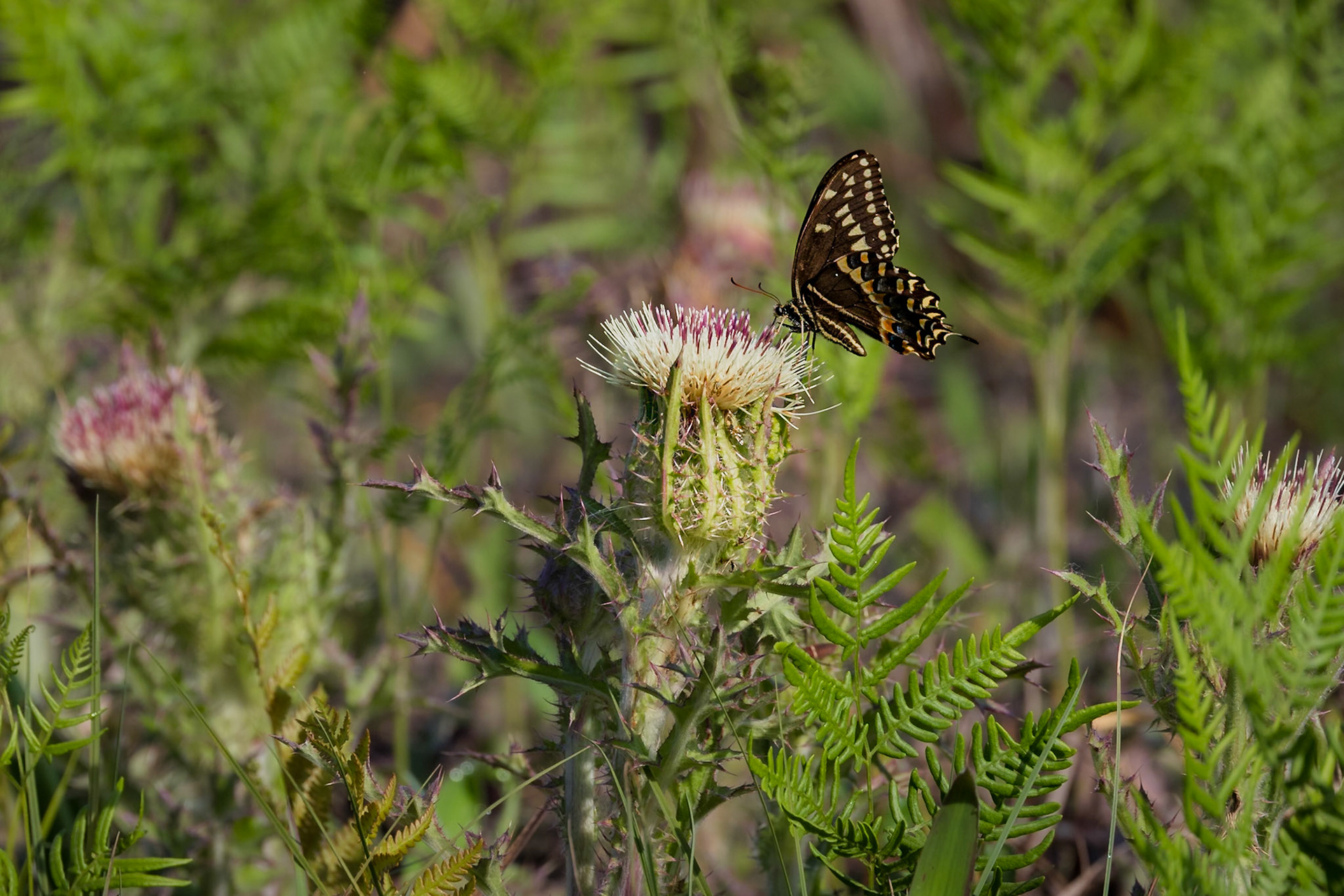 Yellow thistle with palamedes swallowtail 5, Greater Green Swamp Area