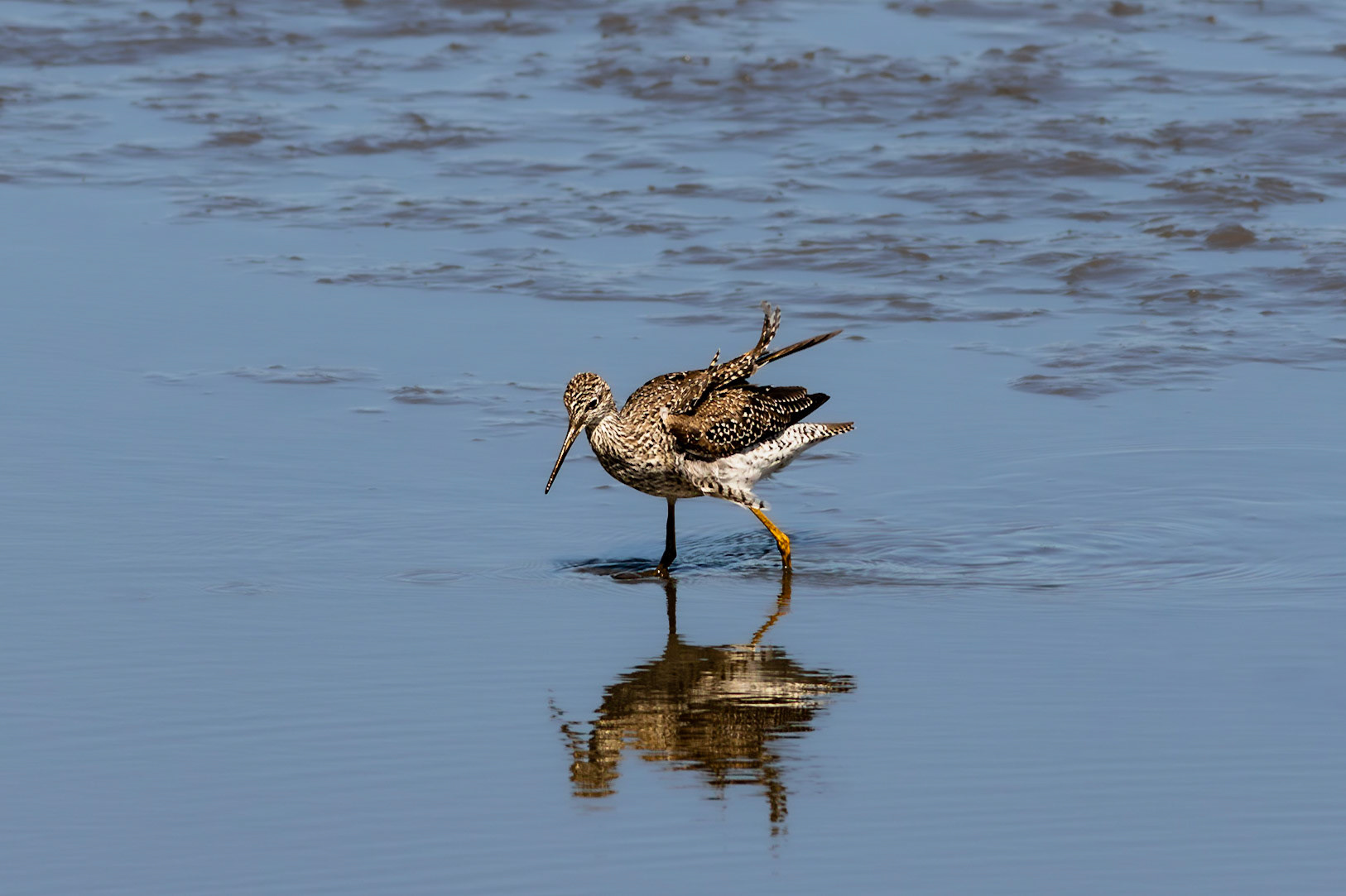 Greater yellowlegs 2, Donelly WMA2, Donelly WMA