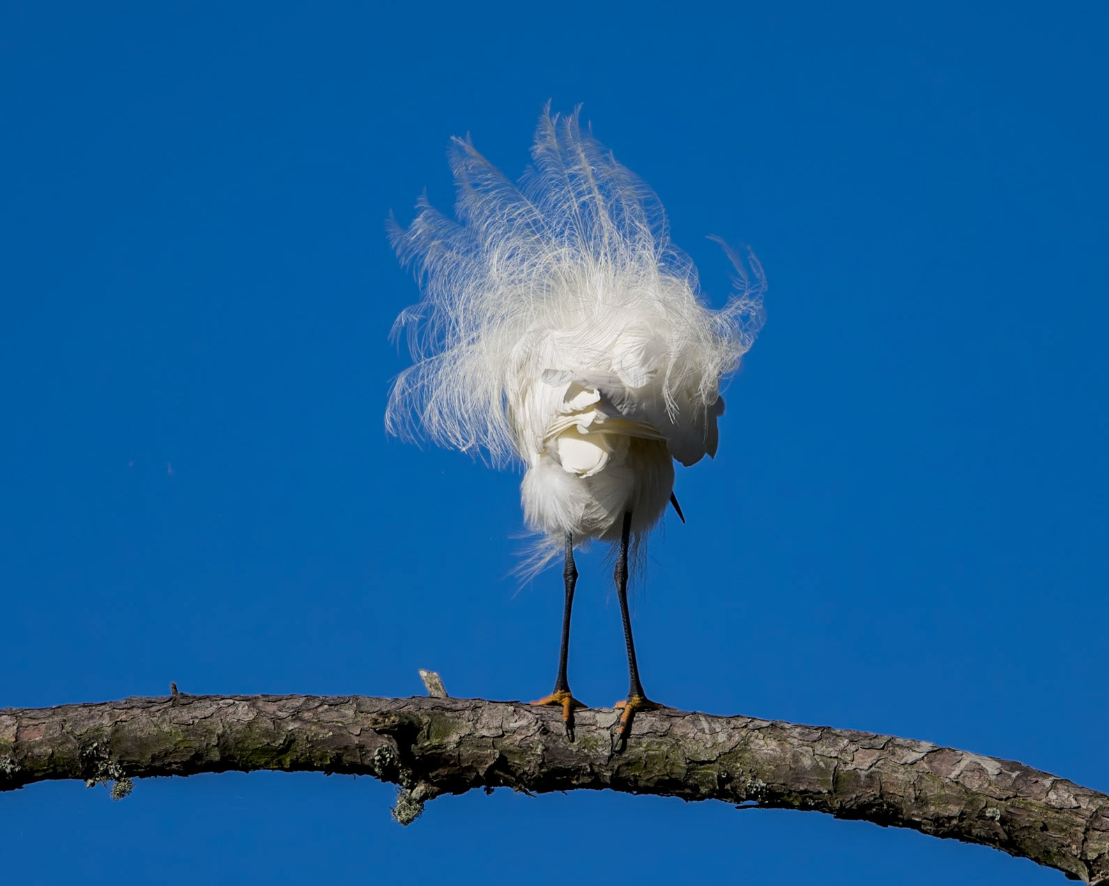 Snowy egret 26, Huntington Beach State Park, SC