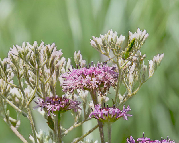 Lesser Green Lynx Spider on loose strife with Barbara's buttons 1. Green Swamp Area