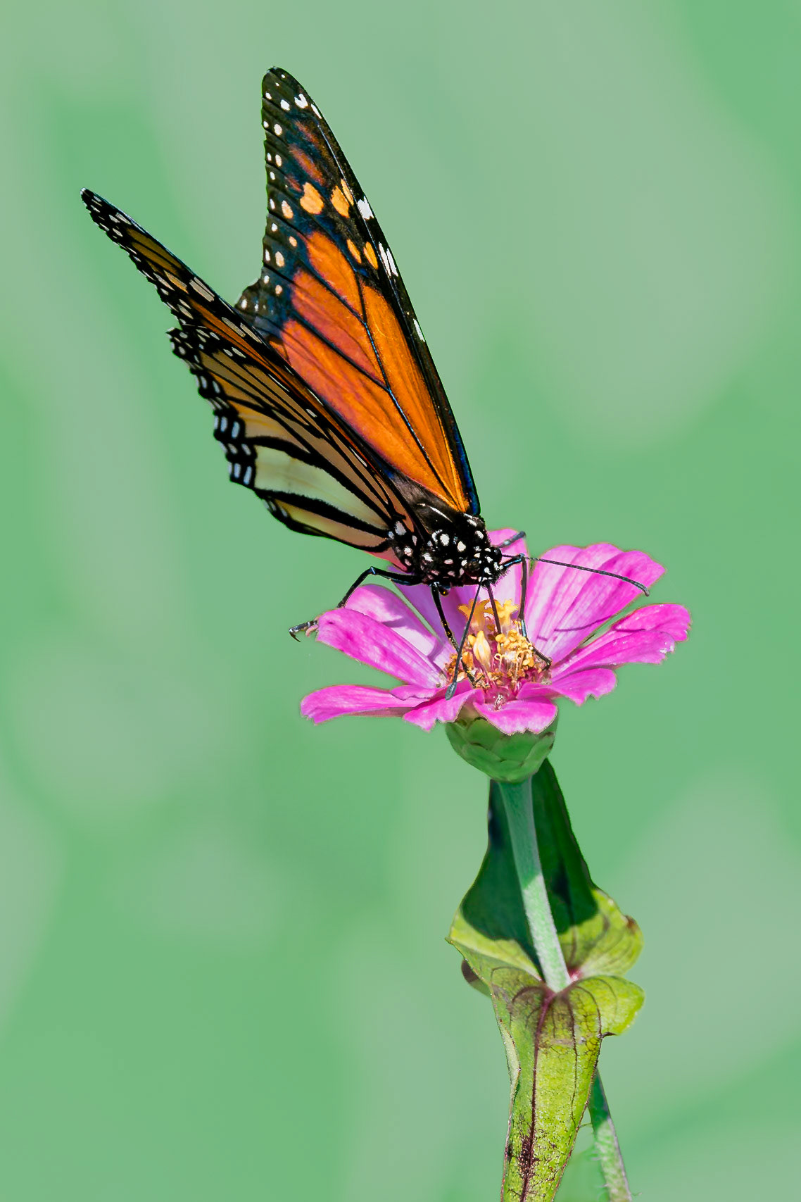 Monarch 12, Private home in Calabash, NC