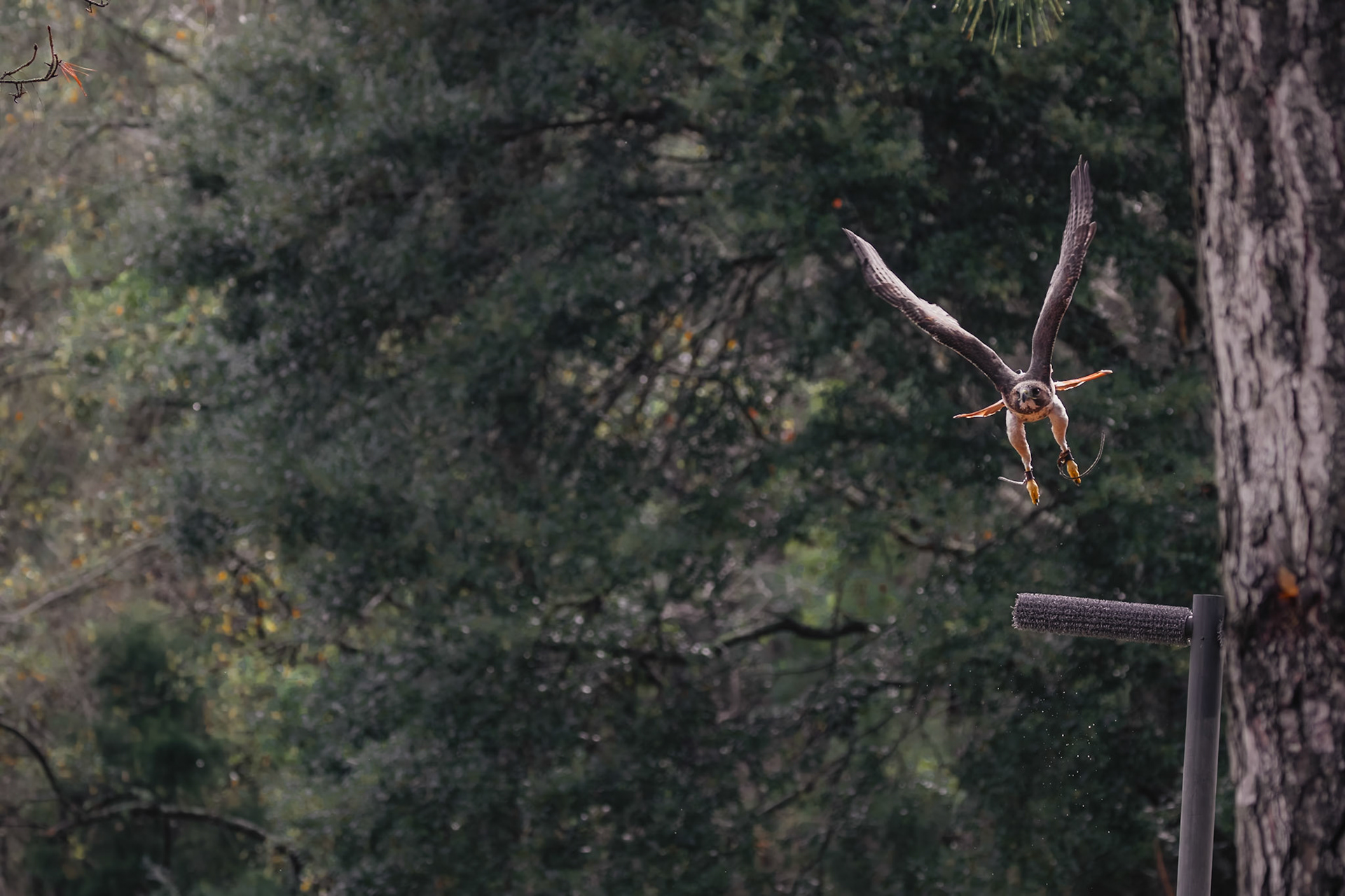Red tailed hawk 4, Center for Birds of Prey, Awendaw, SC