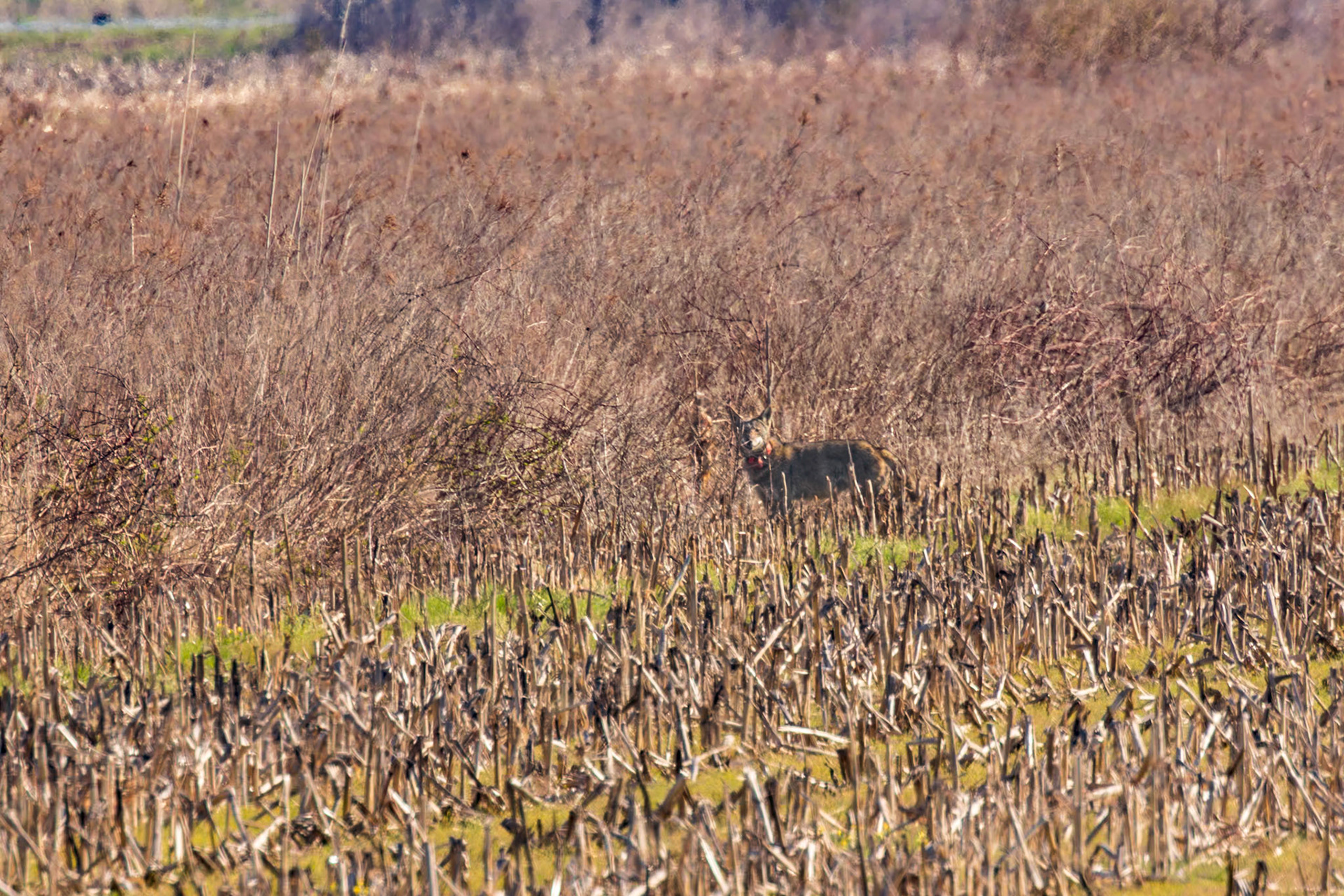 Red wolves 1, Alligator River NWR