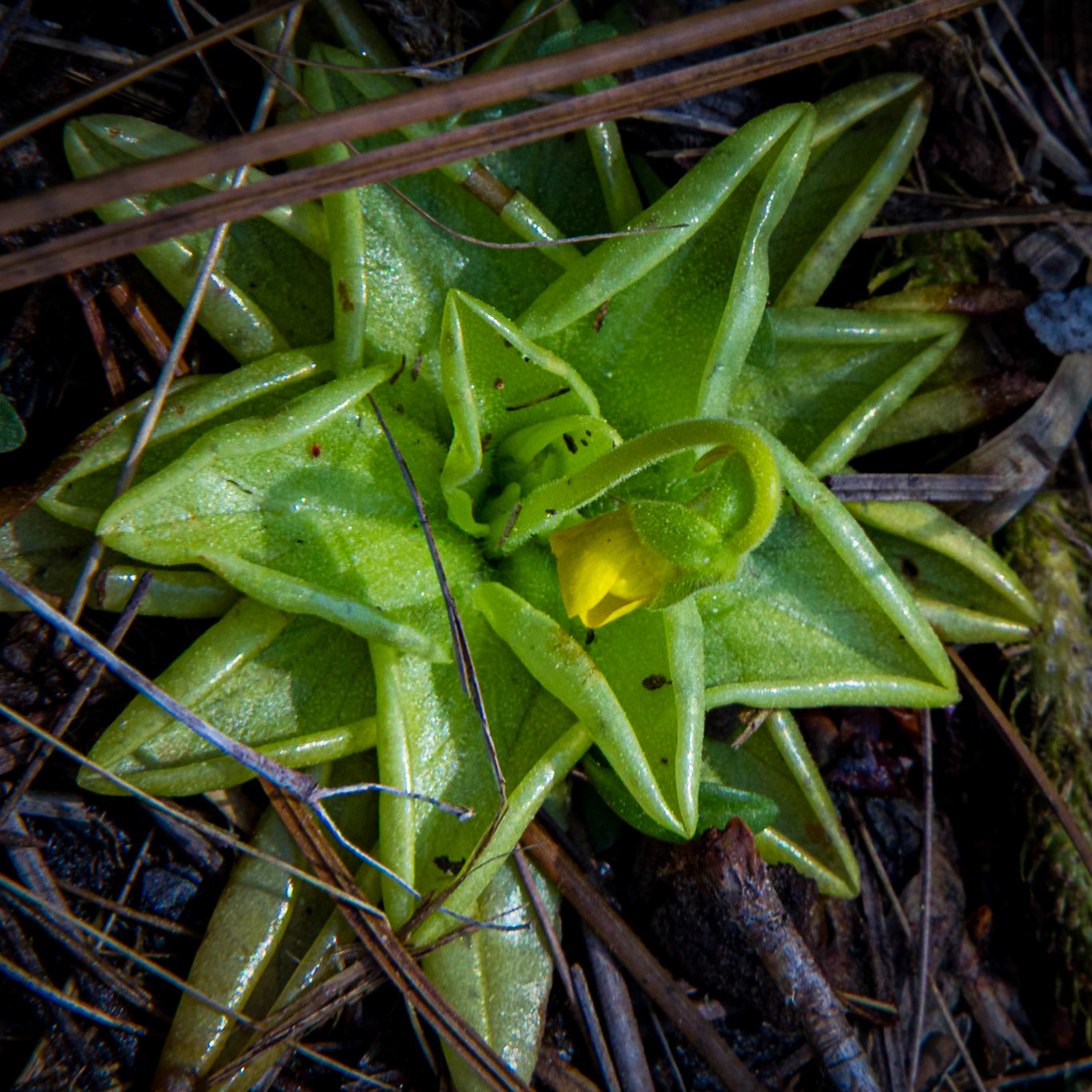 Yellow butterwort 1, Green Swamp Preserve