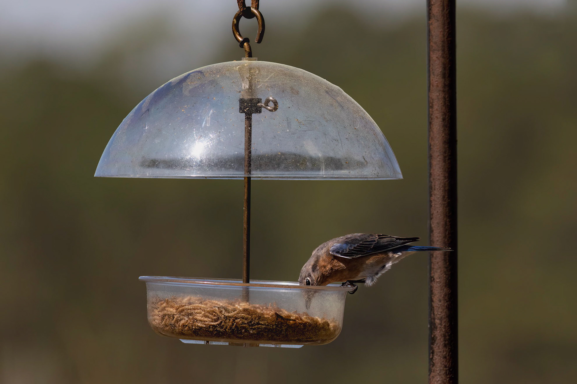 Female eastern bluebird 29, Huntington Beach SC