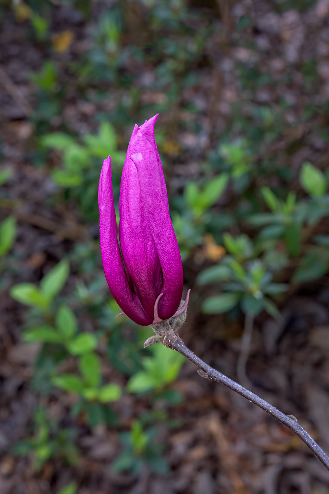 Tulip tree 2, Airlie Gardens