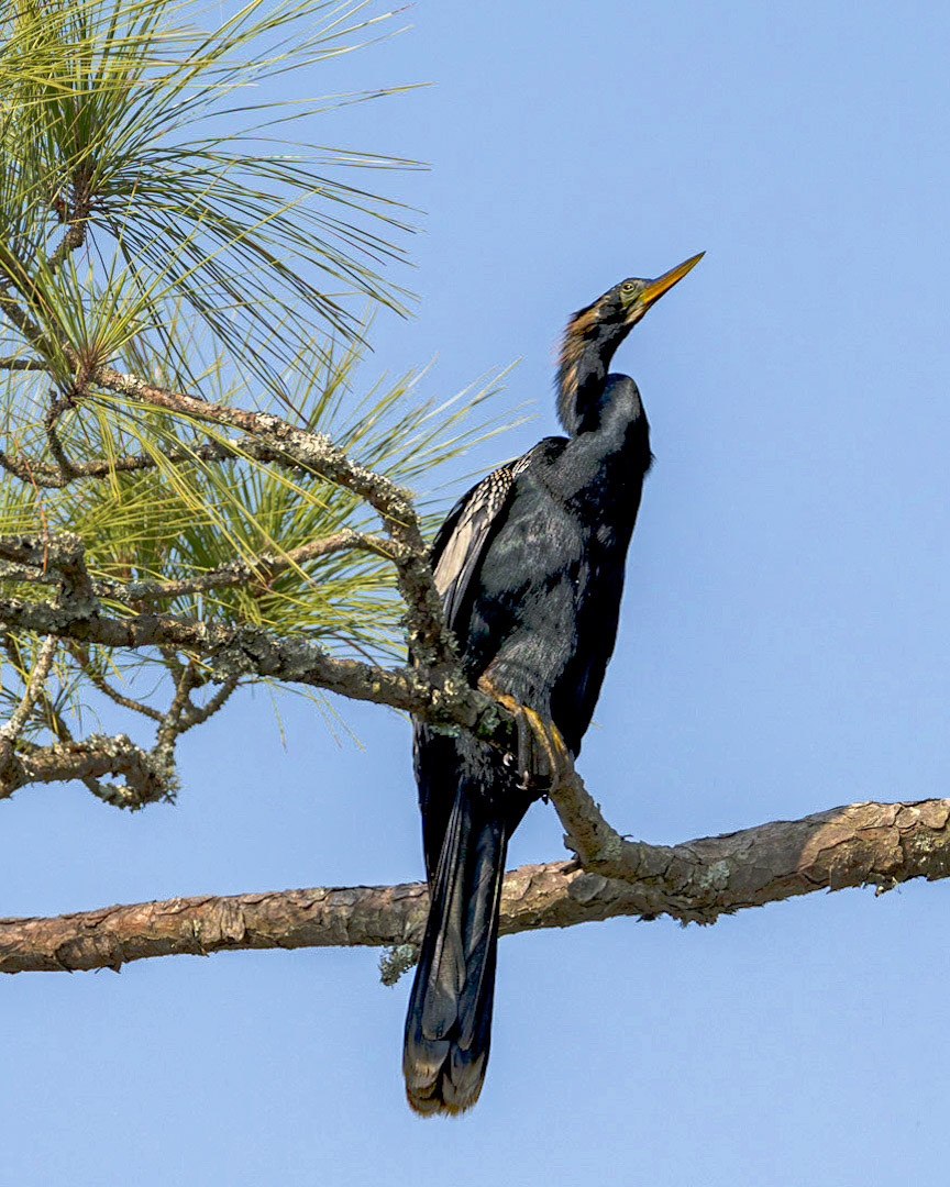 Anhinga 21, Huntington Beach SC