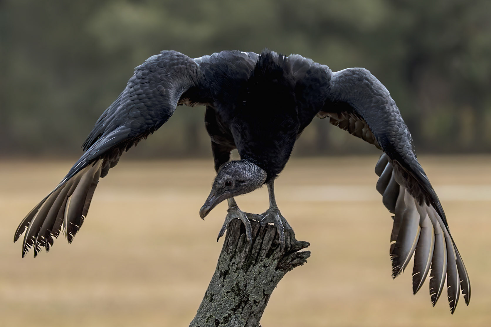 Black vulture 1, Center for Birds of Prey, Awendaw, SC