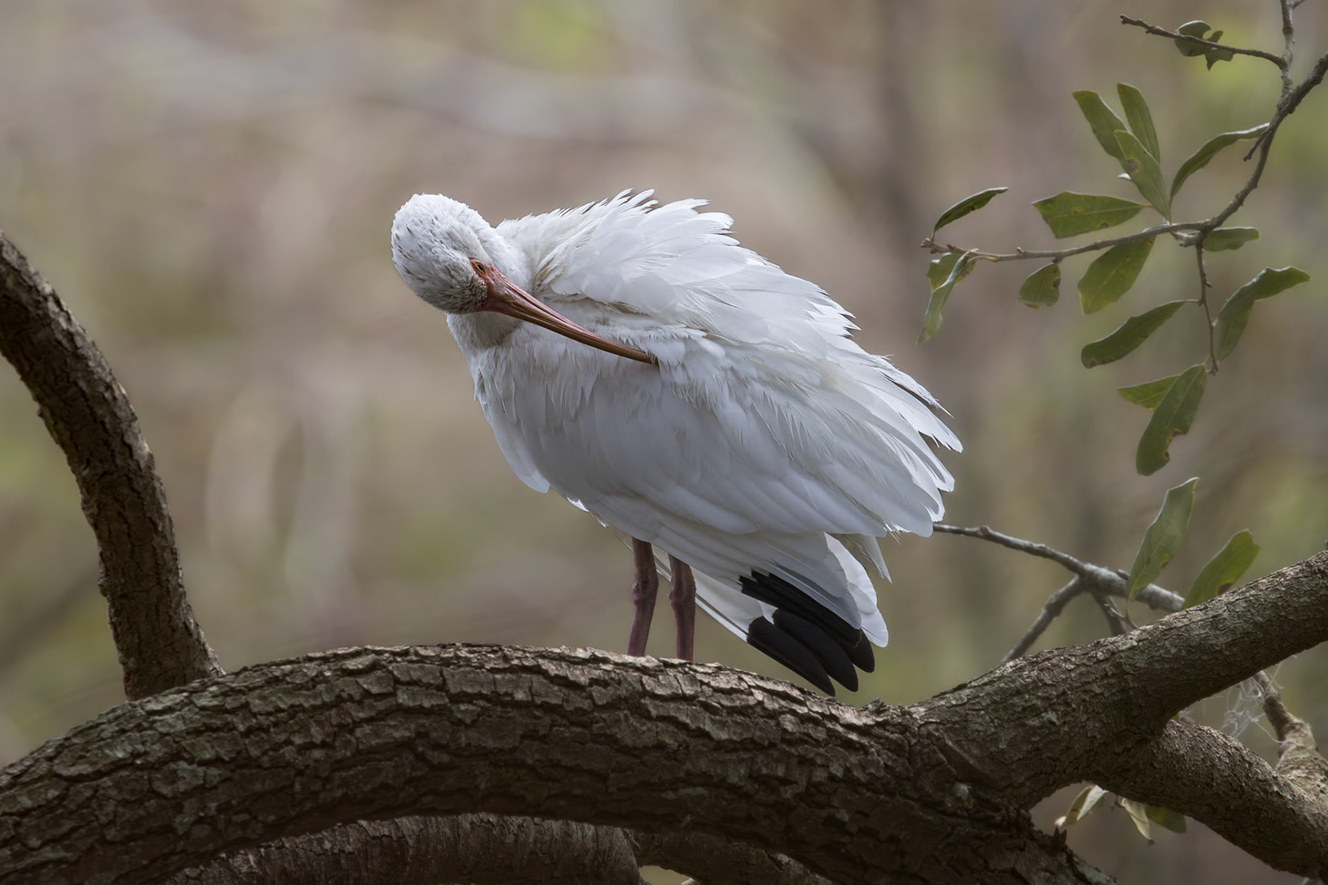 White ibis 7, Cypress Wetlands, Port Royal, SC