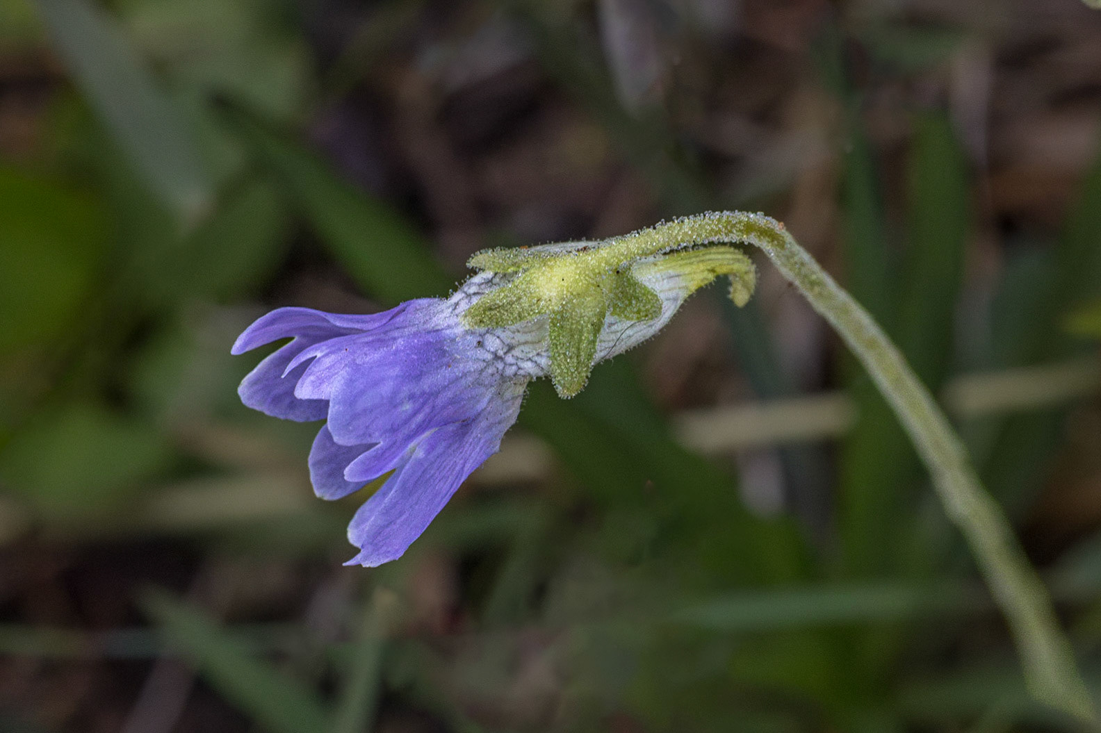 Violet butterwort 3, Green Swamp Preserve