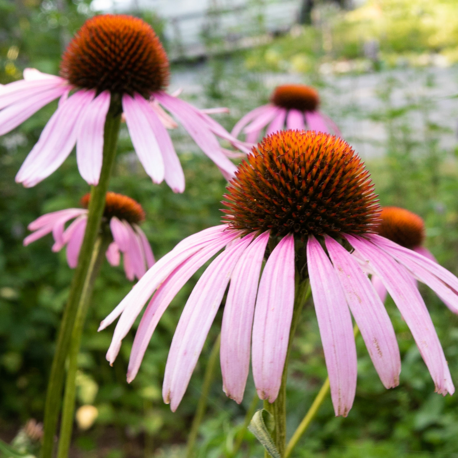 Fearrington Village, NC 12