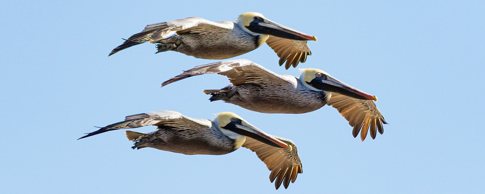 Pelicans 46, OIB East end