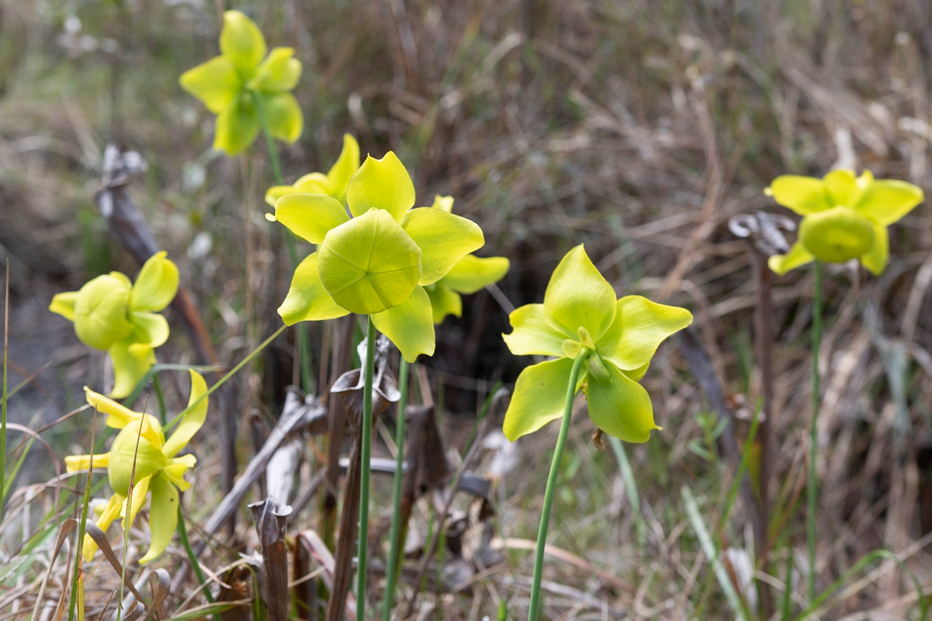 Yellow Pitcher Plant, Greenswamp Carnivorous 1