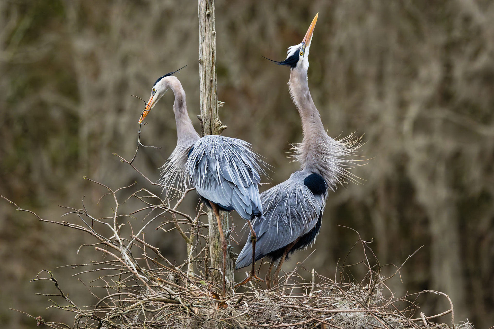 Great blue heron 89, Magnolia Plantation Audubon Swamp Garden