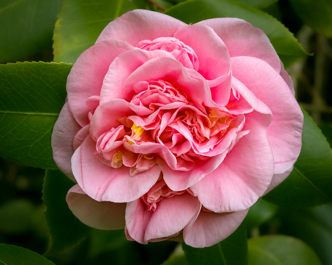 Camellia 3, Brunswick County Botanical Gardens