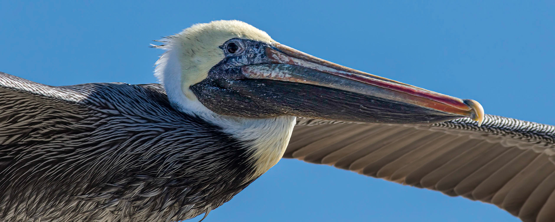 Pelicans 56, OIB east end