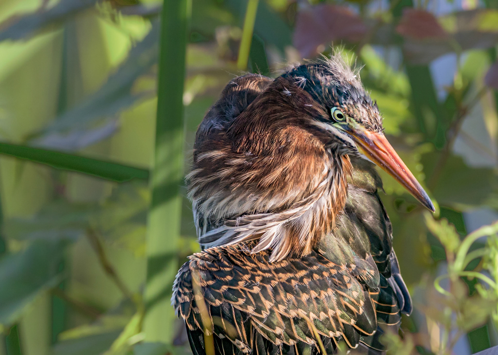 Juvenile green heron61, Carl Bazemore bird walk
