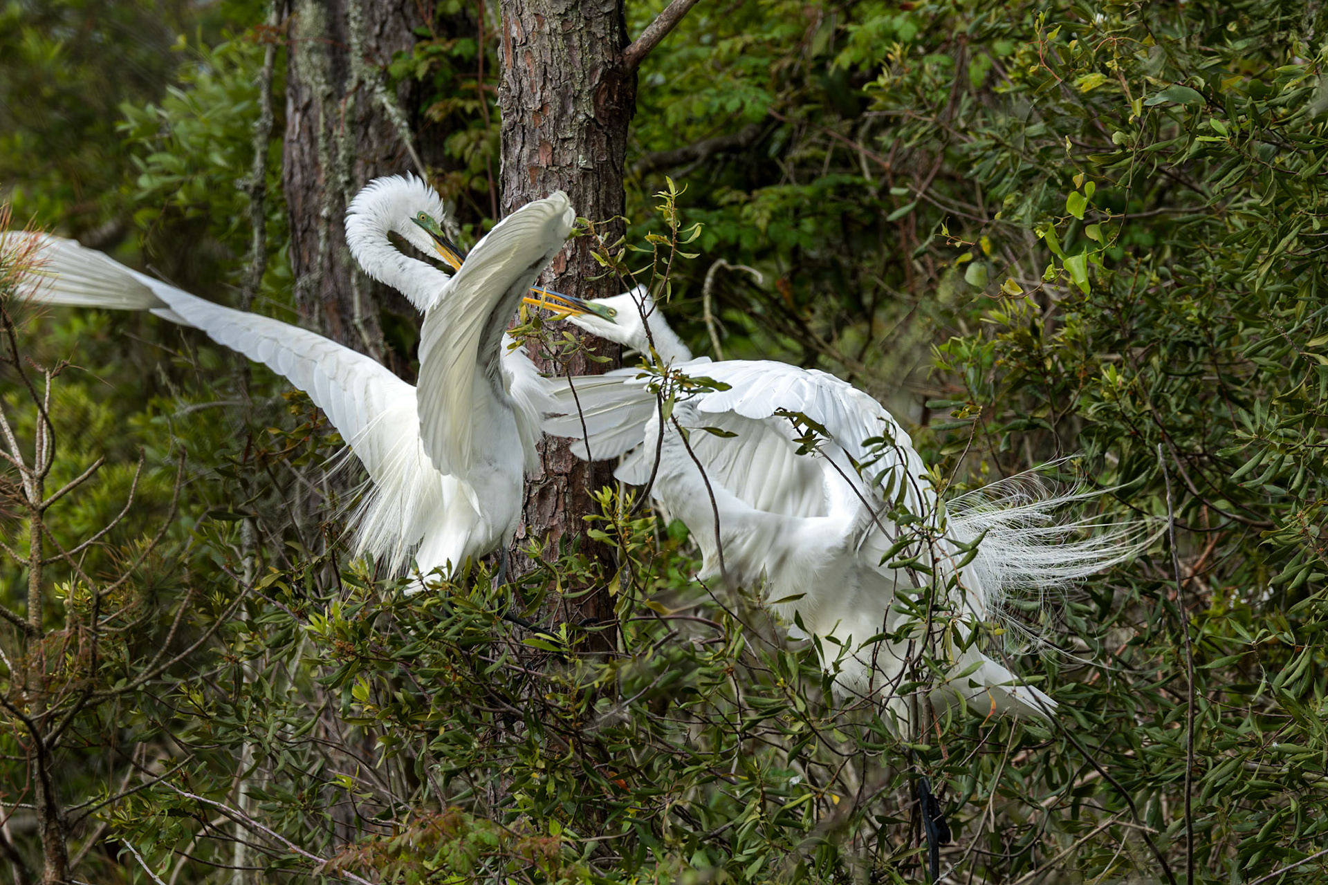 Great egret 90, Huntington Beach State Park