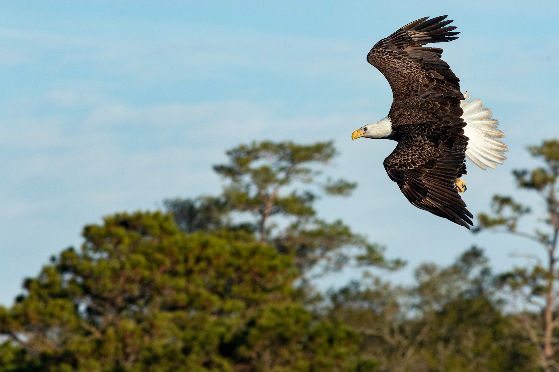 Bald Eagle 34, Carl Bazemore Platform, Sunset Beach