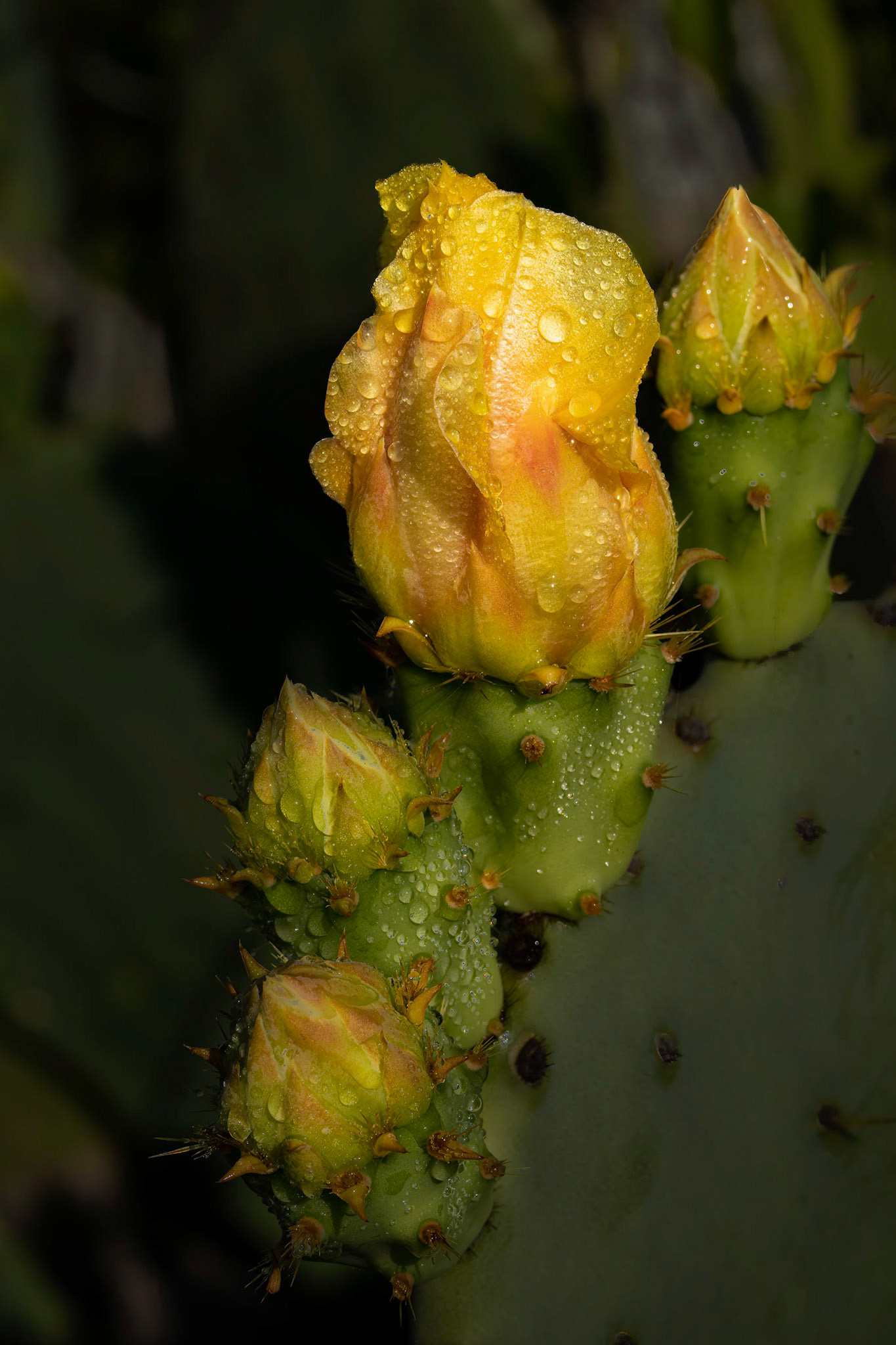 Prickly pear 9, OIB east end