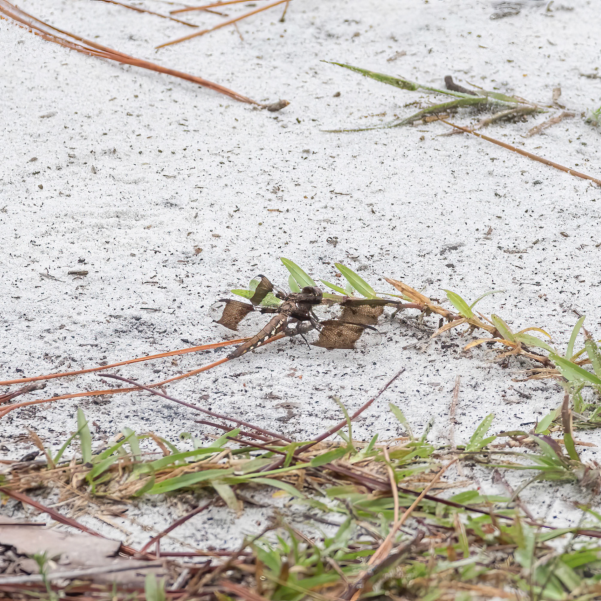 Common whitetail male 1, Green Swamp Preserve
