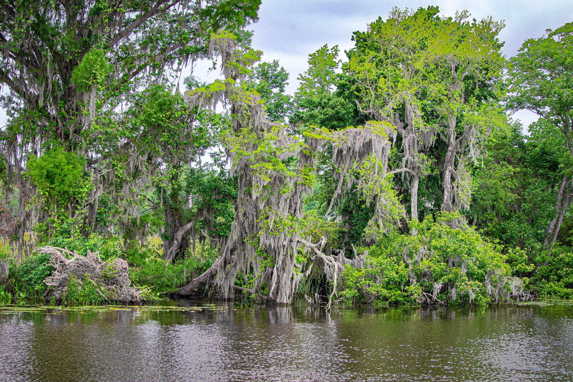 Waccamaw River 6, Plantation River Cruise