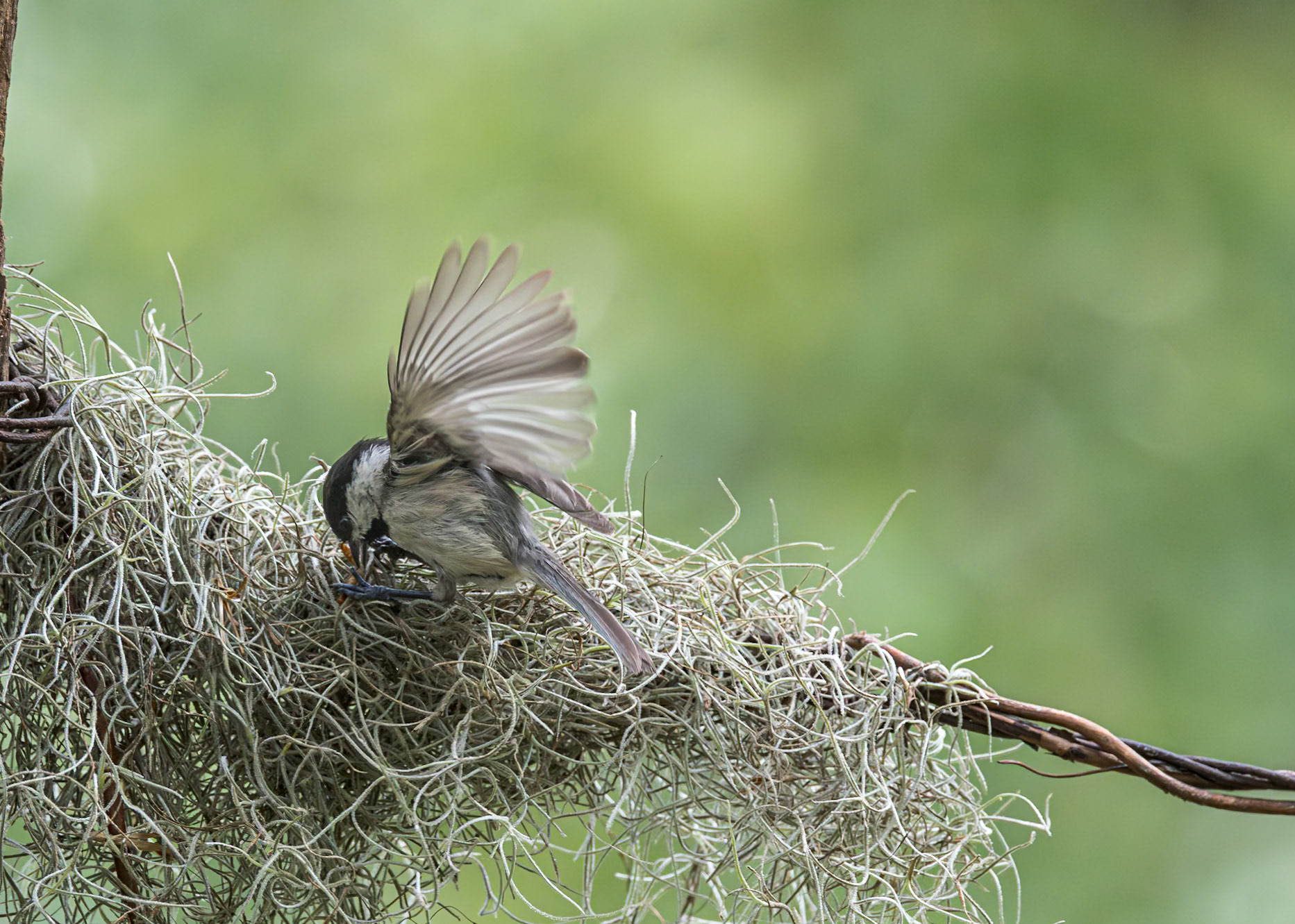 Carolina chickadee 1, The Nut House, Clemson, SC