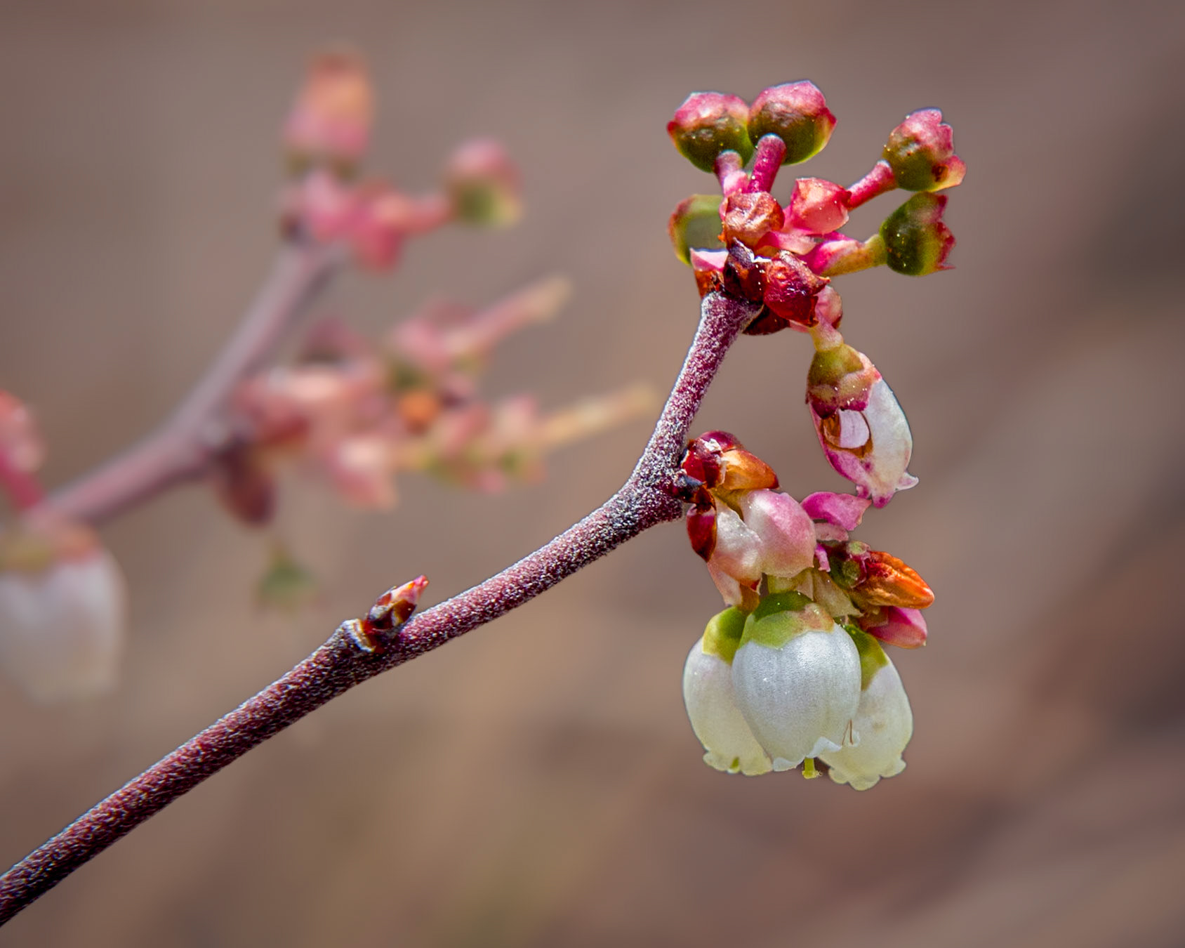 Blueberry 1, Green Swamp Preserve