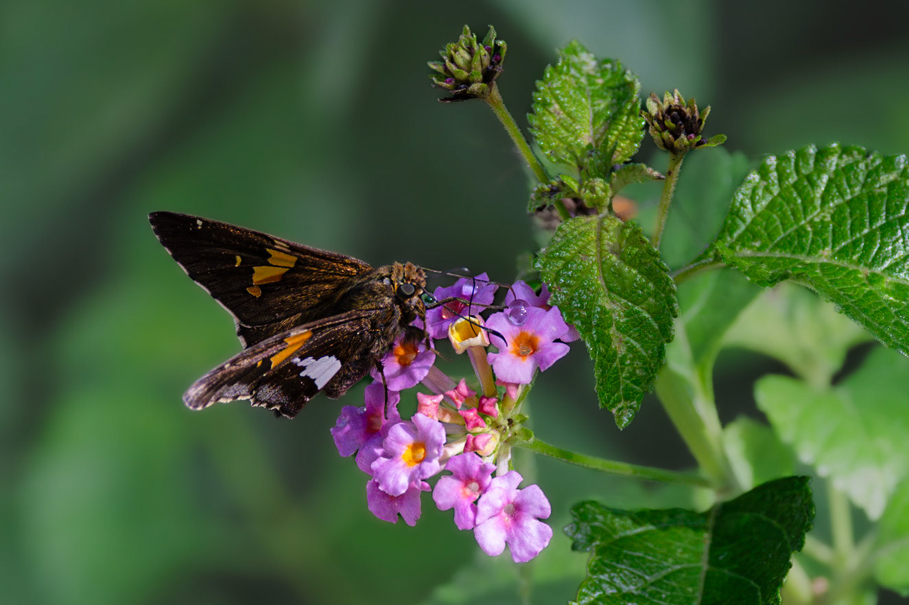 Silver spotted skipper 4, Brunswick County Botanical Gardens