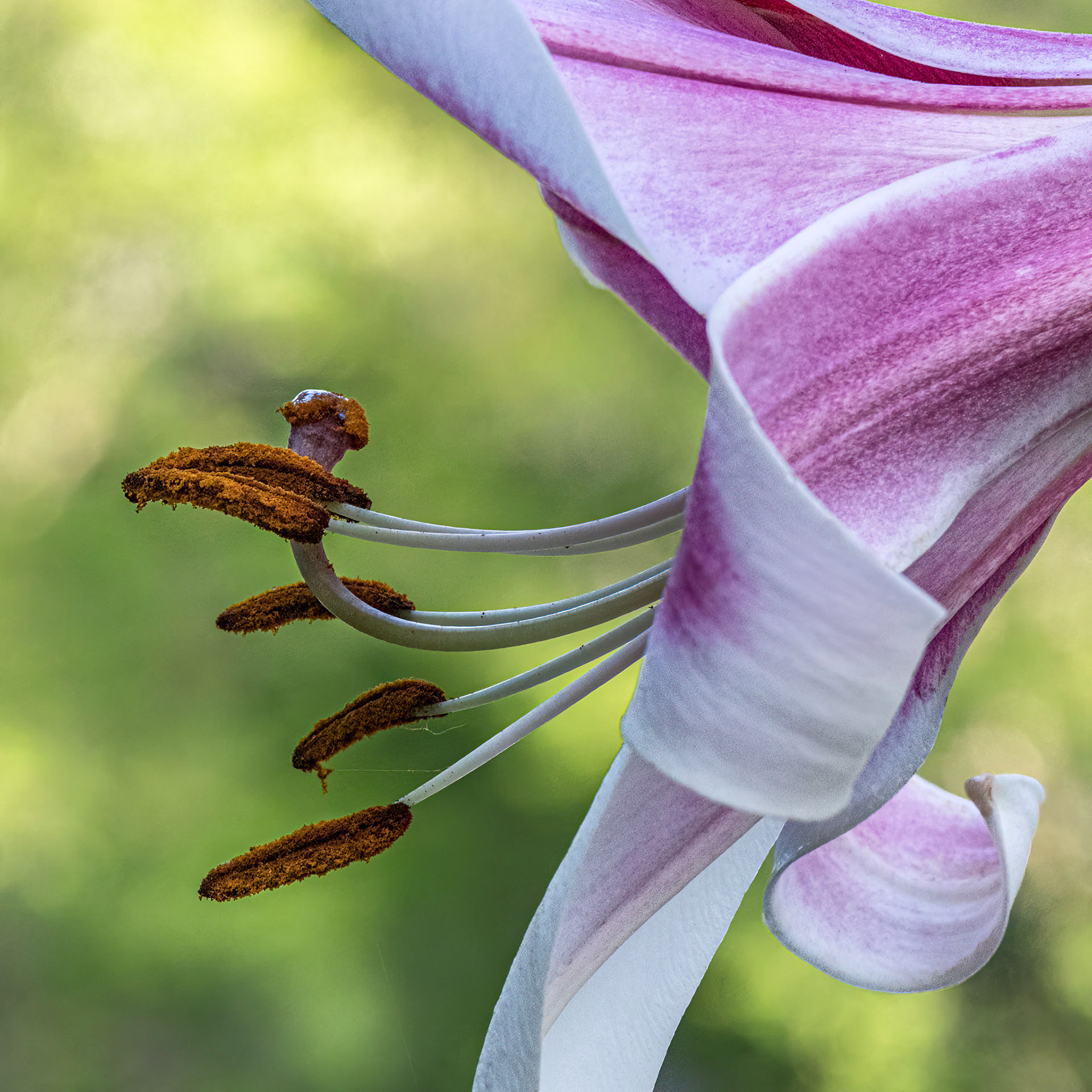 Lily 4, Brunswick County Botanical Gardens