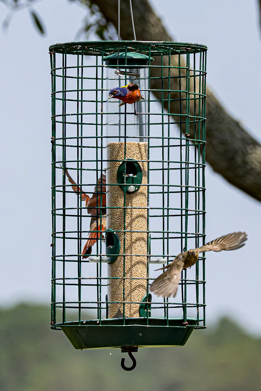 Painted bunting 1, Huntington Beach State Park, SC