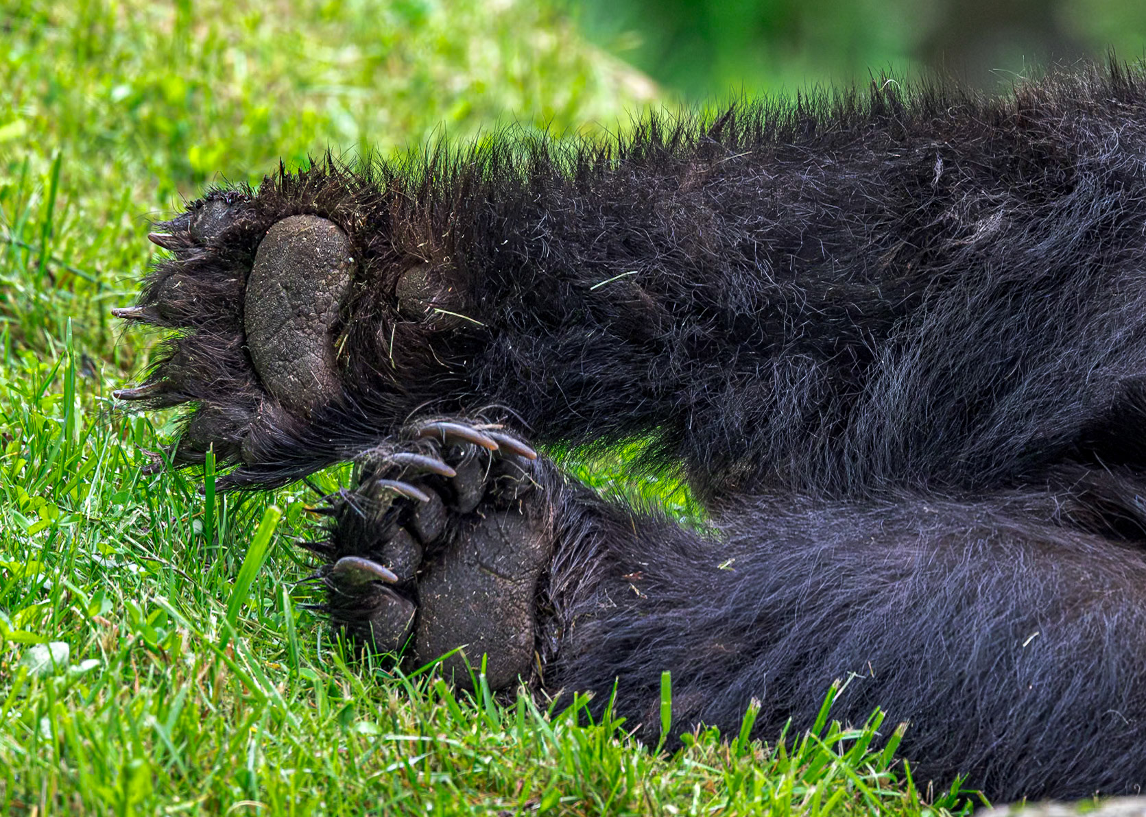 Black bear 22, Grandfather Mountain, NC