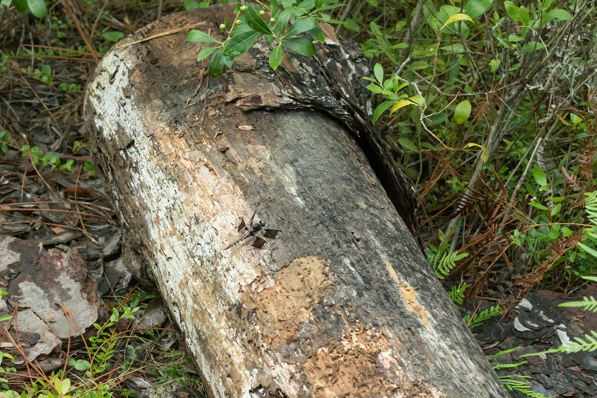 Common whitetail male 2, Green Swamp Preserve