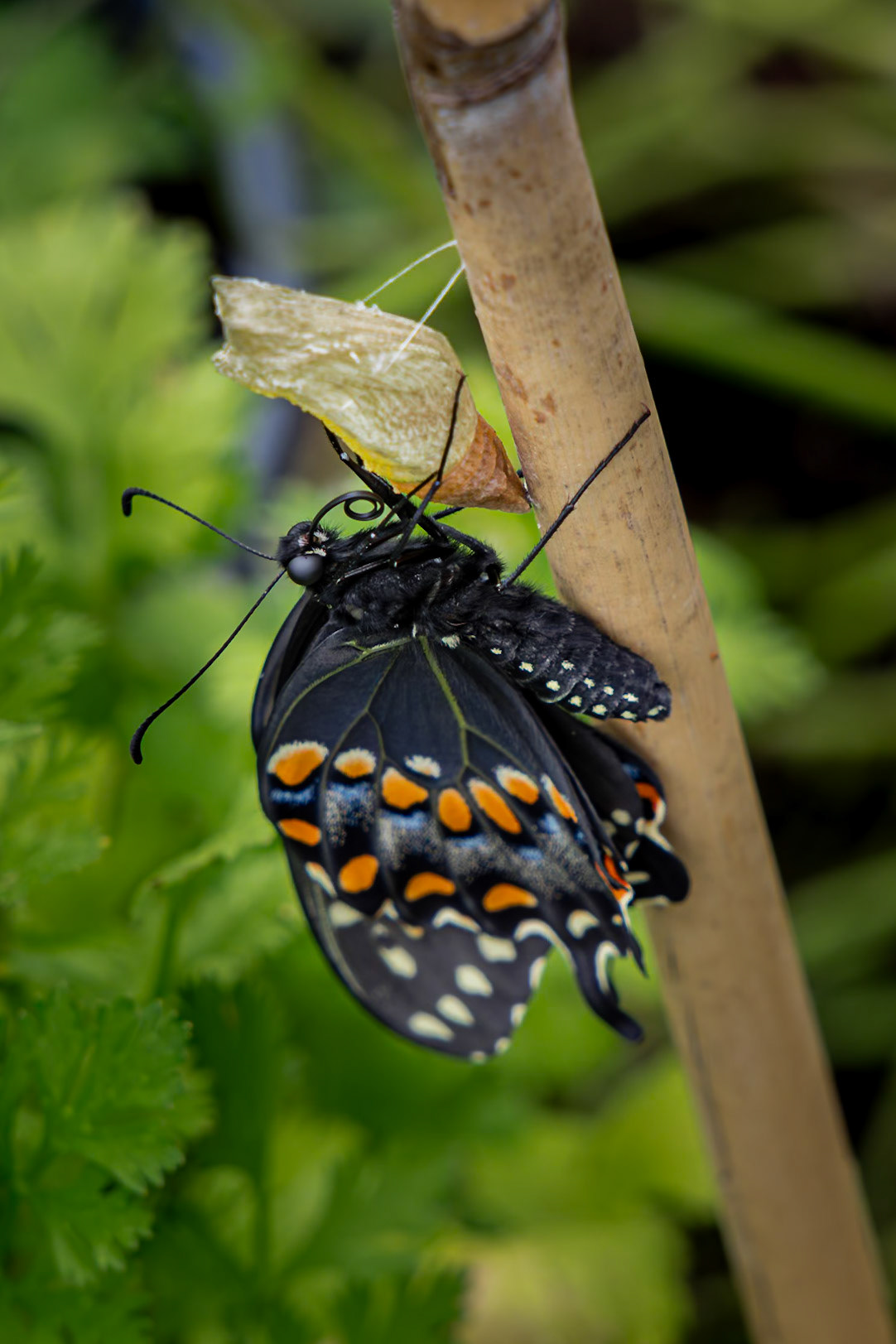 Black swallowtail hatching 4, Private home in Calabash, NC
