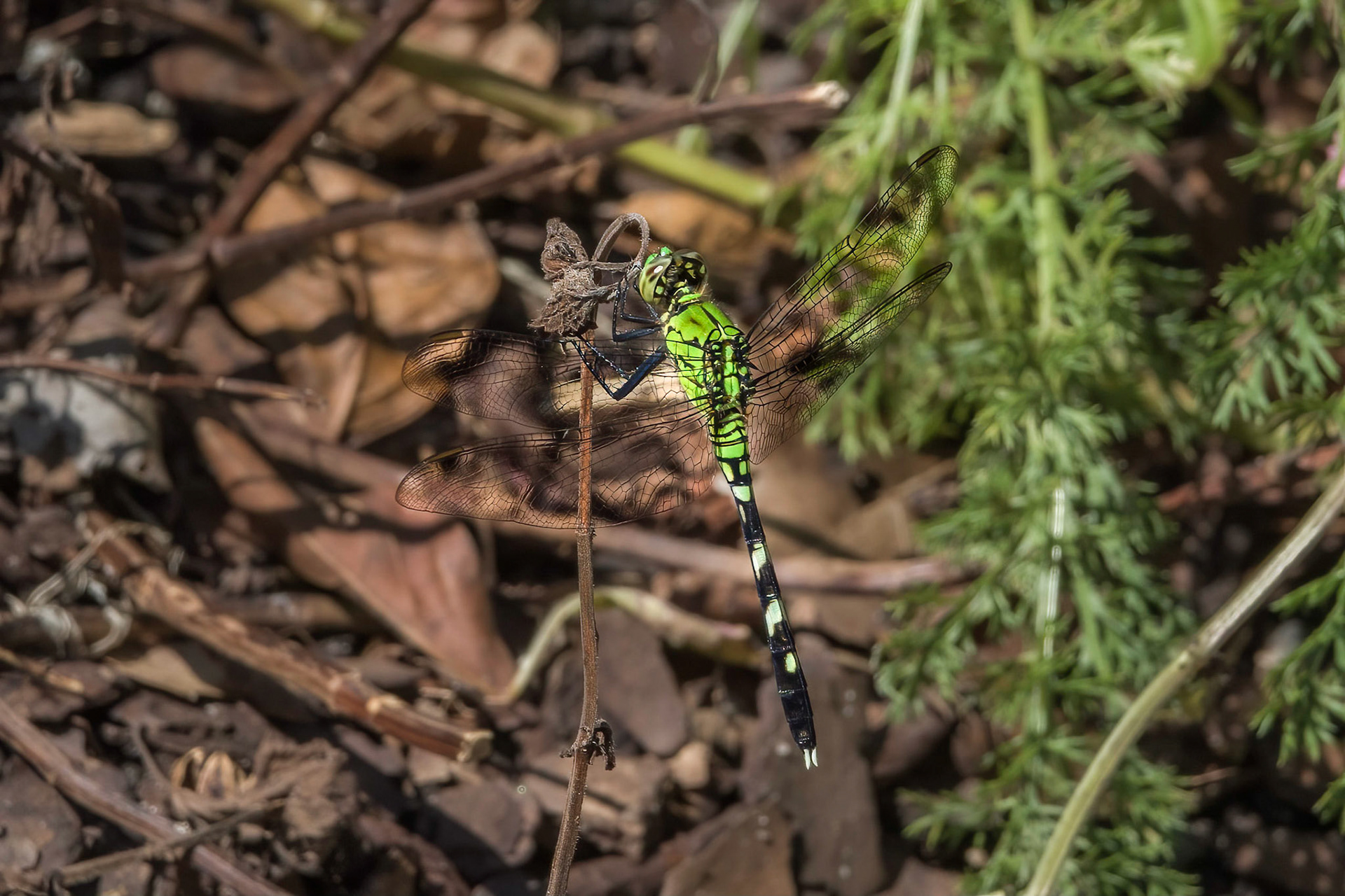 Eastern Pondhawk 1, Brunswick County Botanical Gardens