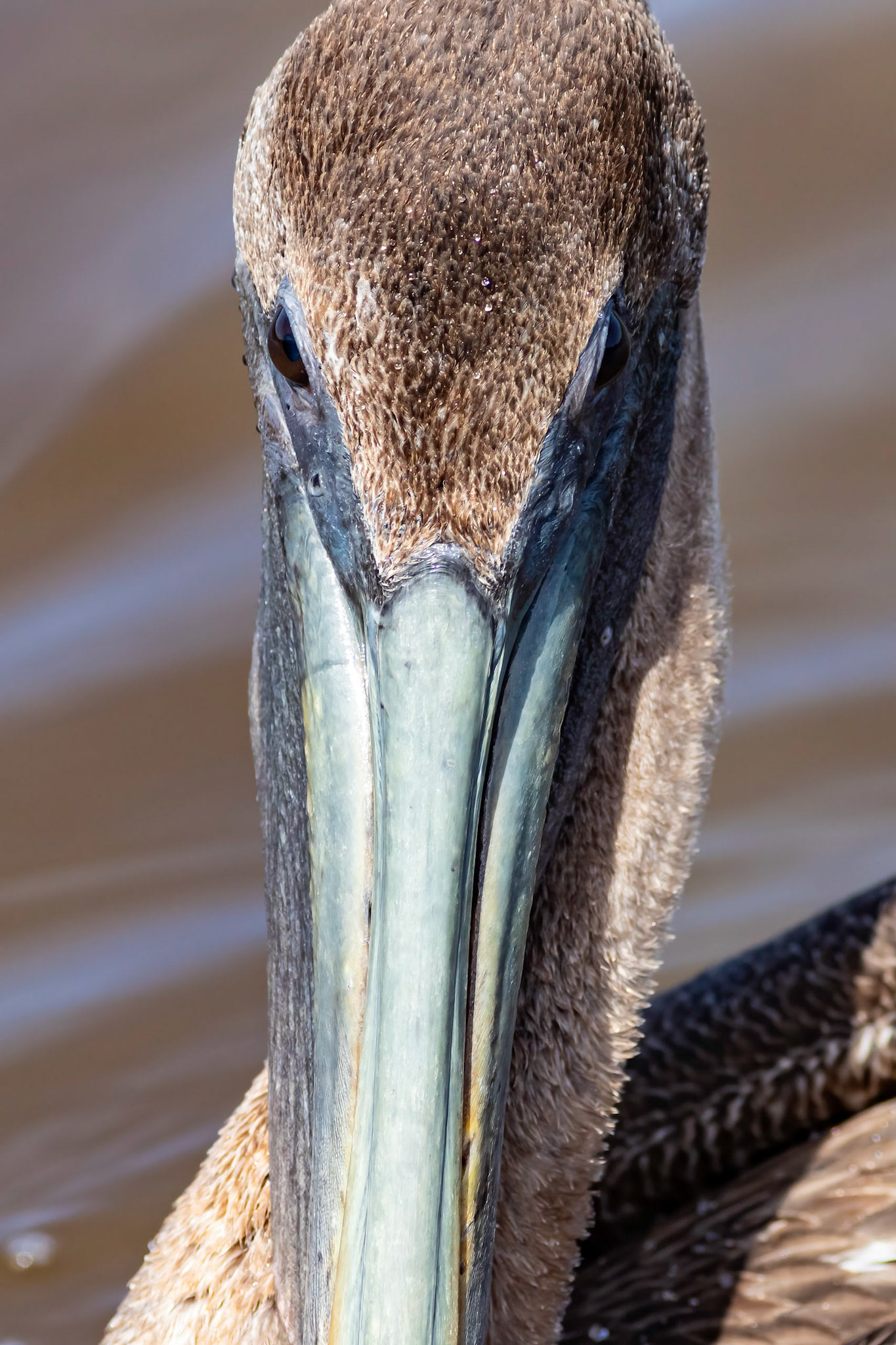 Pelicans 27, Huntington Beach State Park, SC