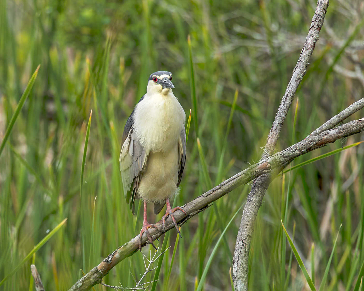 Black crowned night heron 6, Huntington Beach State Park, SC