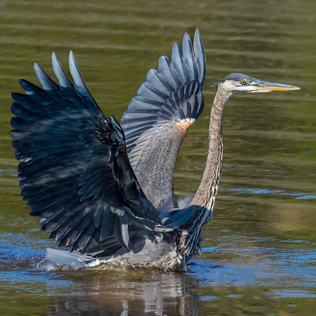 Great blue Heron 62, Huntington Beach State Park, SC