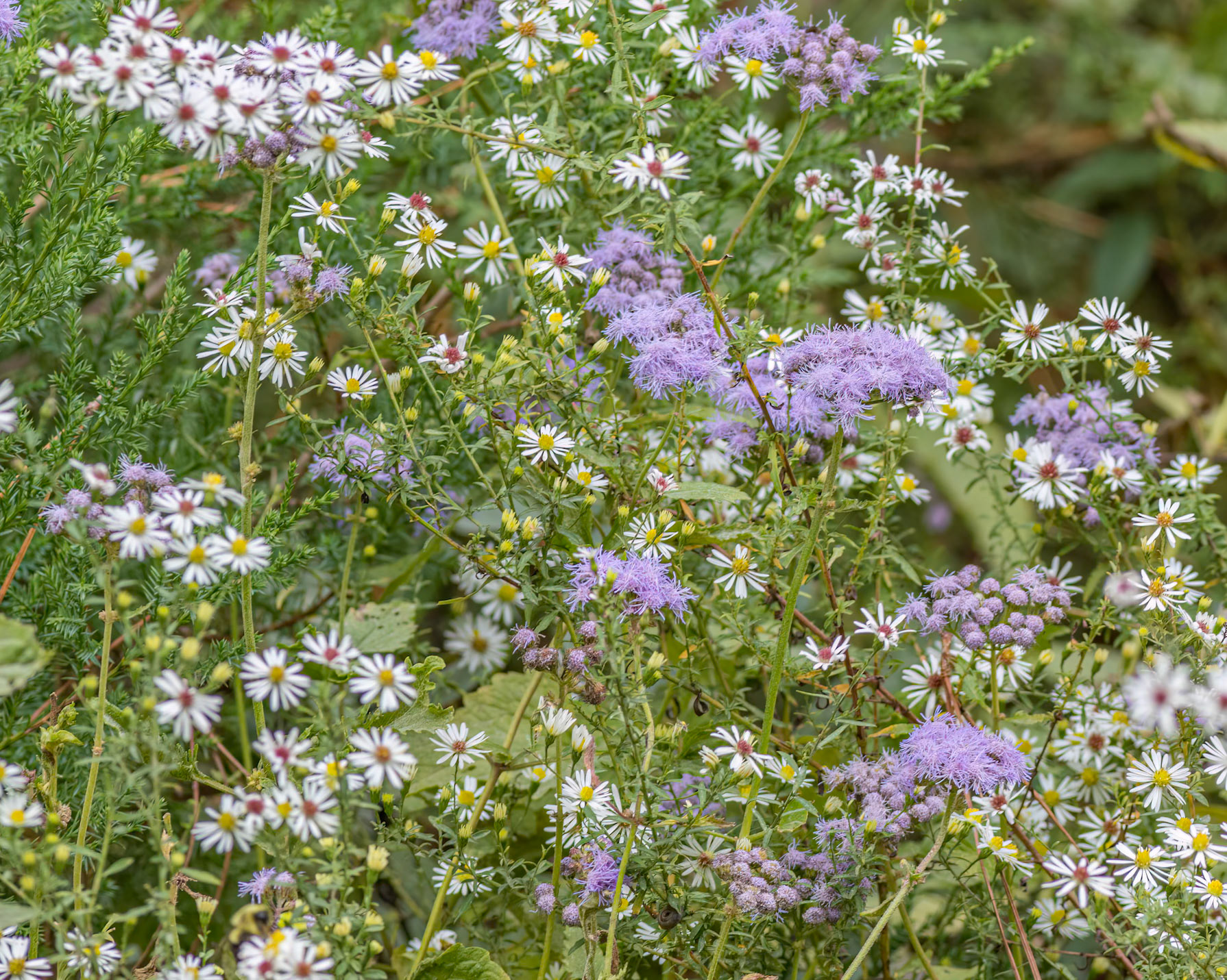 Wildflowers 1, Near Green Swamp Preserve
