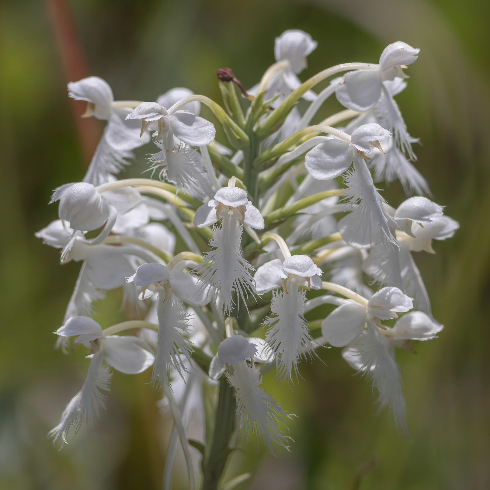 White-fringed orchid 1, Piney Ridge Nature Preserve