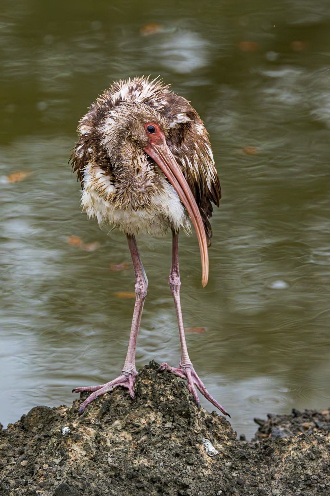 White ibis - immature 14, Magnolia Cemetery