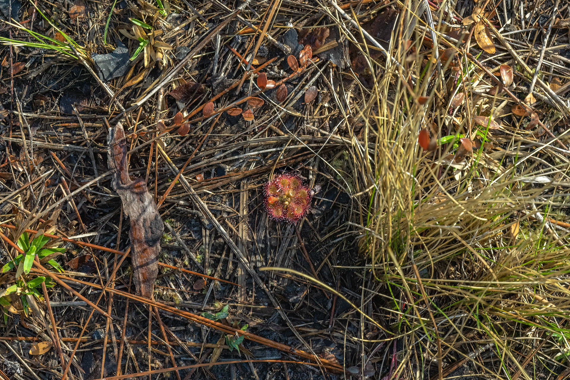 Pink Sundew 2, Green Swamp Preserve