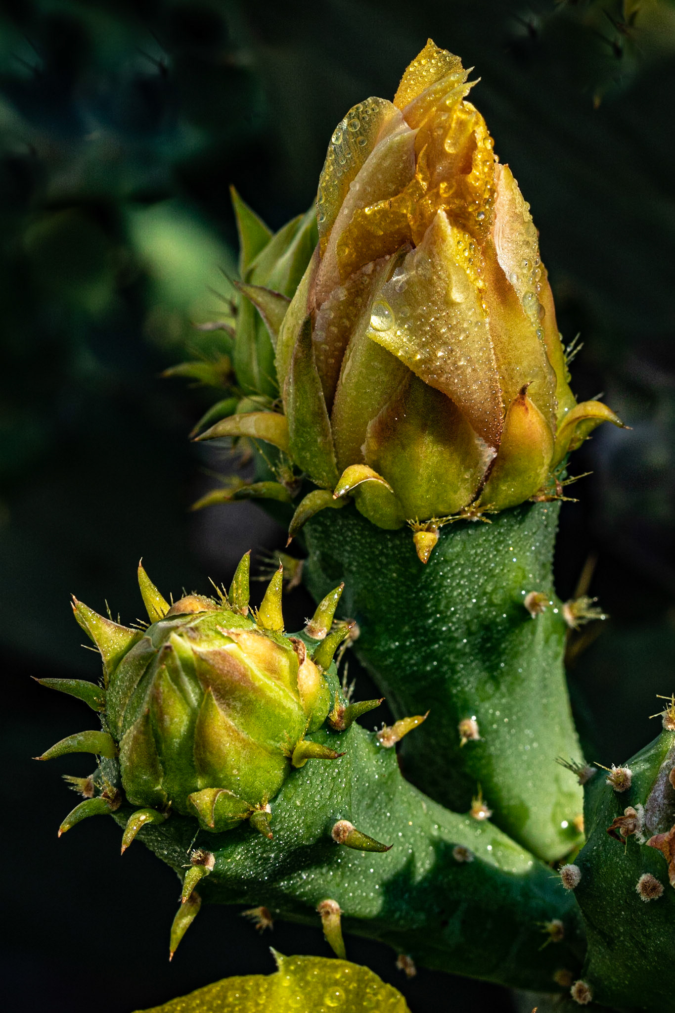Prickly pear 11, OIB east end