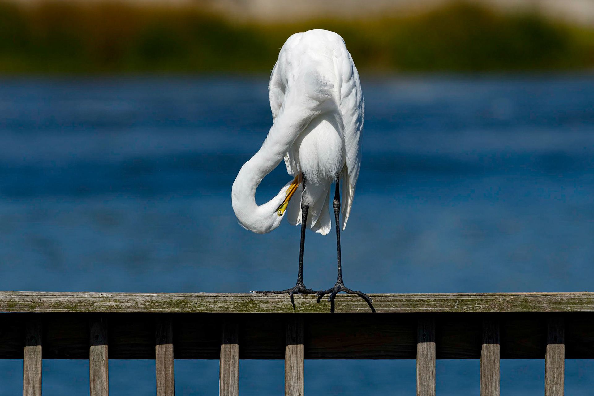 Great Egret 21, Ferry Landing Area