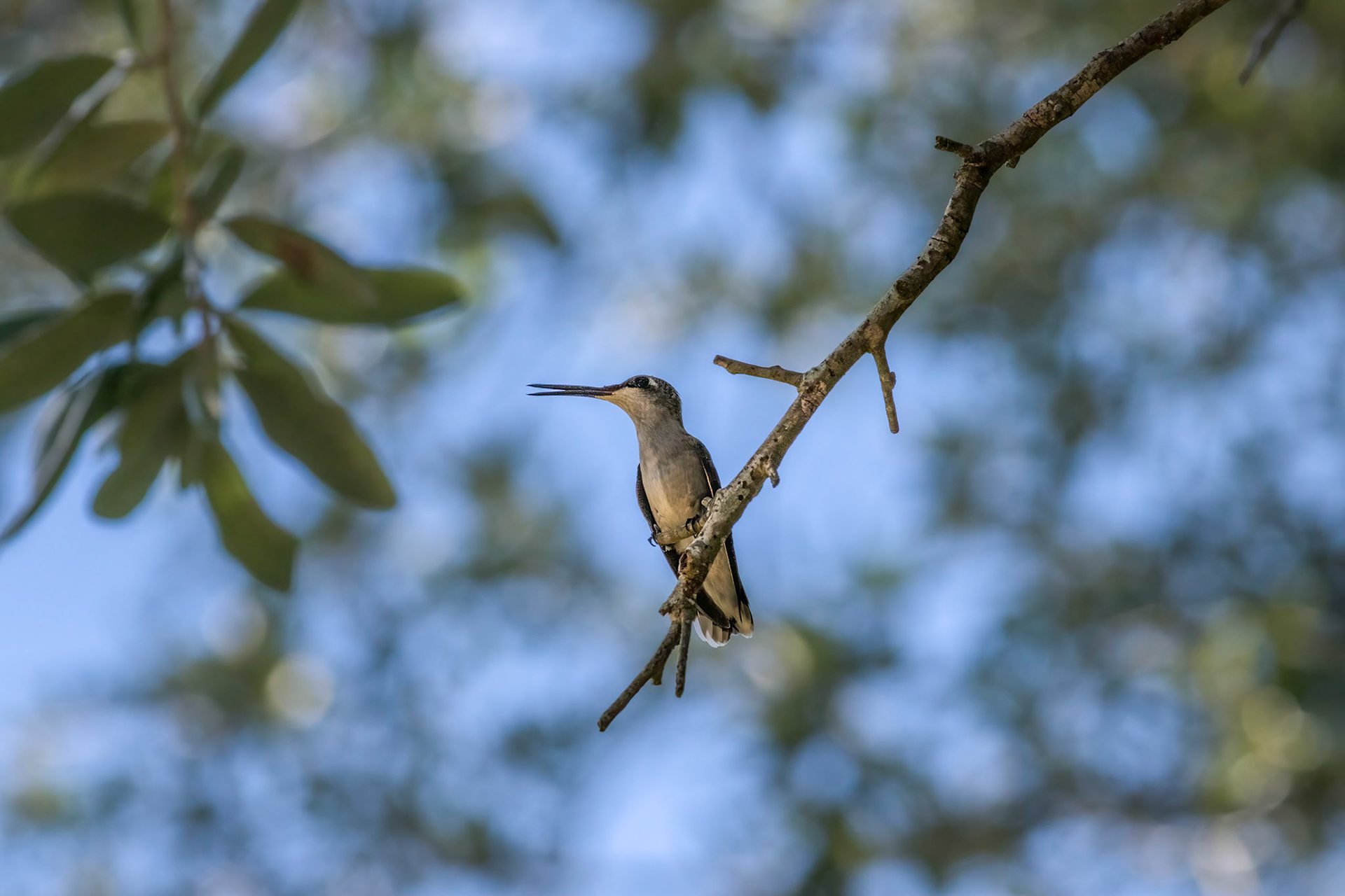 Hummingbird 5, Brunswick County Botanical Gardens