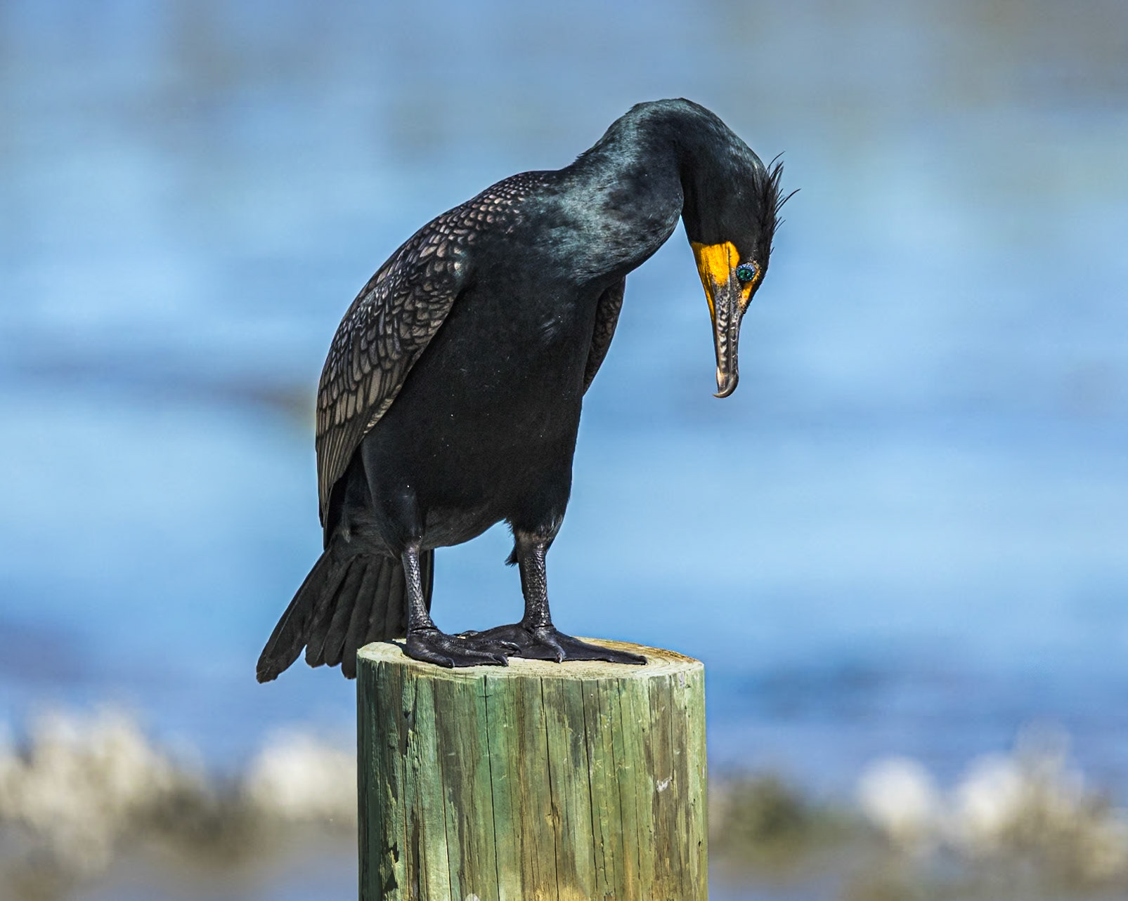 Cormorant 13, Huntington Beach State Park, SC